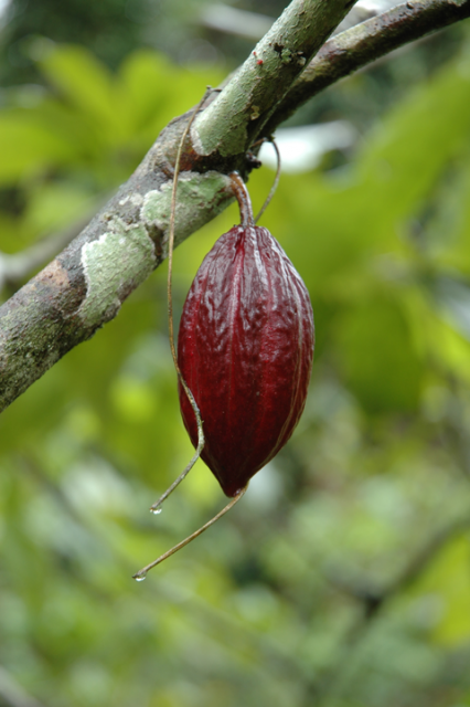 gallery/linnecacao-a_propos