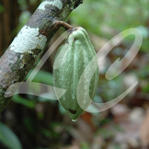 gallery/linnecacao-accueil-1-sq